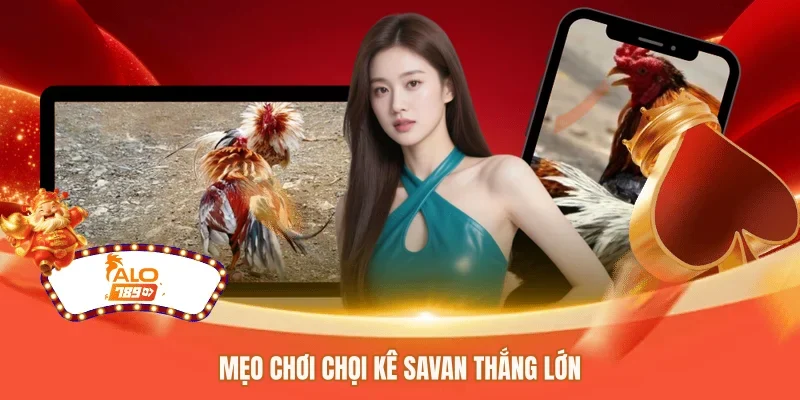 Mẹo chơi chọi kê savan thắng lớn 